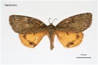 藏品(灰綠毒蛾)的圖片